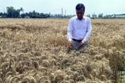 বাংলাদেশ গম ও ভুট্টা গবেষণা ইন্সটিটিউট : অভাবনীয় সাফল্য, দ্বিগুন উৎপাদন ক্ষমতাসম্পন্ন গমের ৫টি নতুন জাত উদ্ভাবন