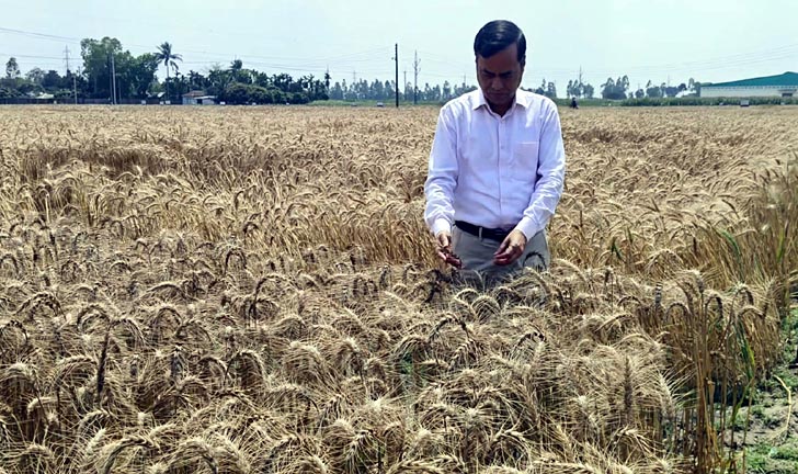 বাংলাদেশ গম ও ভুট্টা গবেষণা ইন্সটিটিউট : অভাবনীয় সাফল্য, দ্বিগুন উৎপাদন ক্ষমতাসম্পন্ন গমের ৫টি নতুন জাত উদ্ভাবন