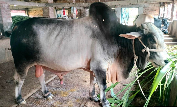 এবার কোরবানি হাট কাঁপাতে দিনাজপুরে প্রস্তুত ২৫ মণ ওজনের “রংবাজ”
