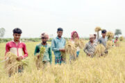 ফুলবাড়ী : খরচের চেয়ে দাম কম, মন খারাপ বোরোধান চাষির