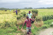 এক কৃষিশ্রমিকের মজুরি দেড় মণ ধানের দামের সমান, মেঘাচ্ছন্ন আকাশ আর মজুর সংকটে কৃষকের দুশ্চিন্তা
