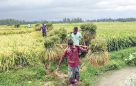 এক কৃষিশ্রমিকের মজুরি দেড় মণ ধানের দামের সমান, মেঘাচ্ছন্ন আকাশ আর মজুর সংকটে কৃষকের দুশ্চিন্তা