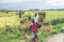 এক কৃষিশ্রমিকের মজুরি দেড় মণ ধানের দামের সমান, মেঘাচ্ছন্ন আকাশ আর মজুর সংকটে কৃষকের দুশ্চিন্তা