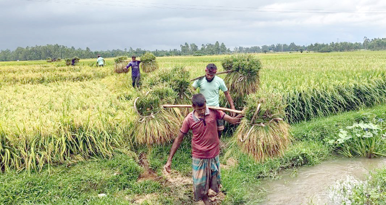 এক কৃষিশ্রমিকের মজুরি দেড় মণ ধানের দামের সমান, মেঘাচ্ছন্ন আকাশ আর মজুর সংকটে কৃষকের দুশ্চিন্তা