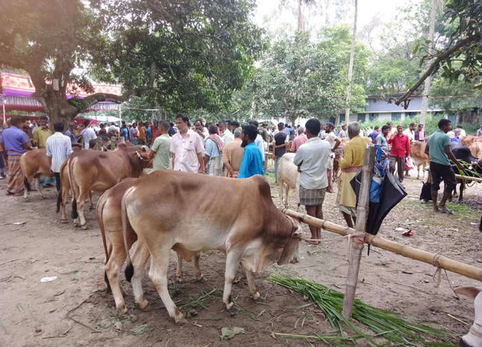 বিরলে ক্রেতা-বিক্রেতাদের সমাগমে জমে উঠেছে  পশু হাট