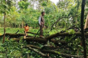 ঝড়ে উপড়ে পড়েছে  বন বিভাগের  গাছ, লোকবল  সংকটে উদ্ধার করা হচ্ছে  এলাকাবাসীর সহযোগিতায়!