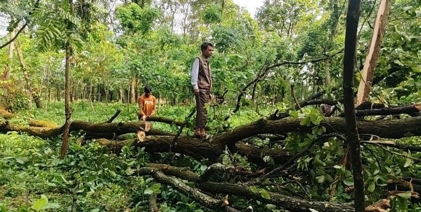 ঝড়ে উপড়ে পড়েছে  বন বিভাগের  গাছ, লোকবল  সংকটে উদ্ধার করা হচ্ছে  এলাকাবাসীর সহযোগিতায়!