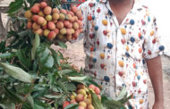 দিনাজপুরের ১৩টি উপজেলায় ১২০০ কোটি টাকার লিচু বাণিজ্যের সম্ভাবনা