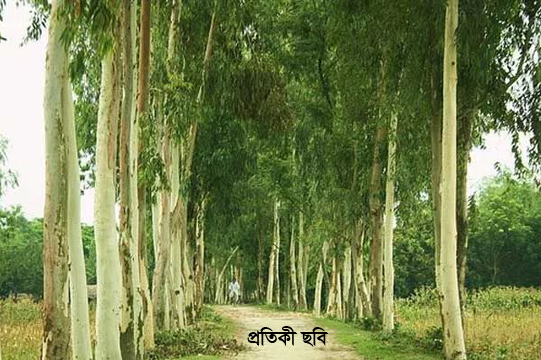 বিরলে সরকারি জমিতে থাকা ইউক্লিপ্টাস গাছ কর্তনের সময় আটক
