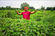   বীরগঞ্জে পটল চাষে কৃষকের বাজিমাত