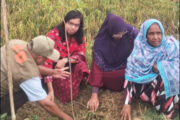 পাঁচবিবির গ্রামীণ সড়কে গাছের চারা রোপণ