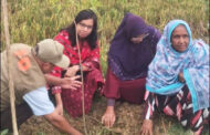 পাঁচবিবির গ্রামীণ সড়কে গাছের চারা রোপণ
