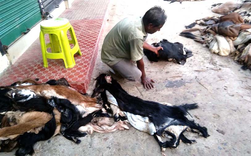 ফুলবাড়ীতে এক খিলি পানের দামে একটি ছাগলের চামড়া