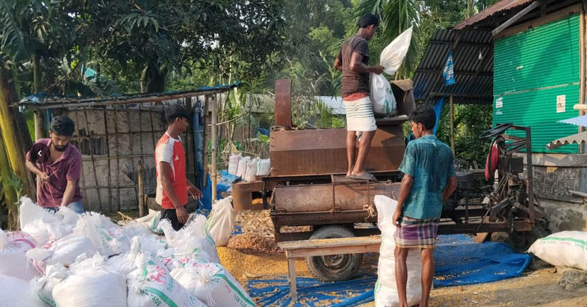 পঞ্চগড়ে বাড়ছে ভুট্টার চাষ