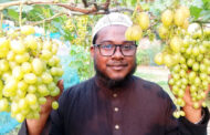 আঙ্গুর চাষে সফল পাঁচবিবির যুবক আবু হুরায়রা