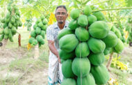 পাঁচবিবিতে পেঁপে চাষে সফল কৃষক মোতালেব হোসেন
