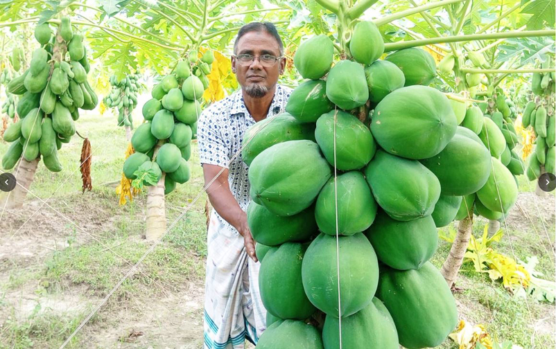 পাঁচবিবিতে পেঁপে চাষে সফল কৃষক মোতালেব হোসেন