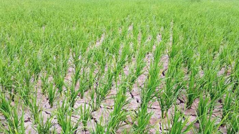 ঘোড়াঘাটে অনাবৃষ্টিতে আমন ক্ষেত ফেটে চৌচির, দিশাহারা কৃষক