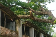 পাঁচবিবিতে গাছের ডালে বিদ্যালয়ের টিনের চালার ক্ষতি, বন্ধ ঢালাই কাজ