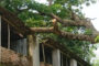 পাঁচবিবিতে গাছের ডালে বিদ্যালয়ের টিনের চালার ক্ষতি, বন্ধ ঢালাই কাজ