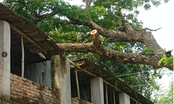 পাঁচবিবিতে গাছের ডালে বিদ্যালয়ের টিনের চালার ক্ষতি, বন্ধ ঢালাই কাজ