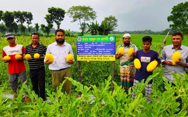 বীরগঞ্জে হলুদ রঙের তরমুজ চাষে কৃষক হাবিবুরের বাজিমাত