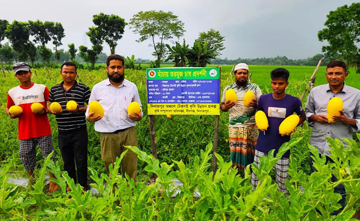 বীরগঞ্জে হলুদ রঙের তরমুজ চাষে কৃষক হাবিবুরের বাজিমাত