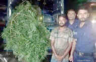 ঘোড়াঘাটে আদার জমি থেকে ১২ ফুটের দুটি গাঁজার গাছ উদ্ধার, যুবক গ্রেপ্তার