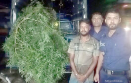 ঘোড়াঘাটে আদার জমি থেকে ১২ ফুটের দুটি গাঁজার গাছ উদ্ধার, যুবক গ্রেপ্তার