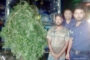 ঘোড়াঘাটে আদার জমি থেকে ১২ ফুটের দুটি গাঁজার গাছ উদ্ধার, যুবক গ্রেপ্তার