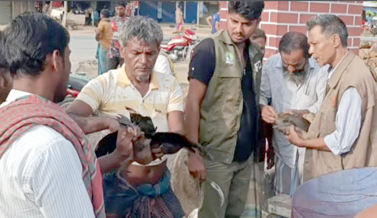 নবাবগঞ্জে শিকারির কবল থেকে ৫ অতিথি পাখি উদ্ধার, জলাশয়ে অবমুক্ত