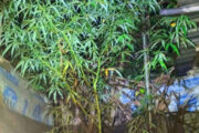 বগুড়ায় বাড়ির উঠানে গাঁজা গাছ, যুবক গ্রেপ্তার