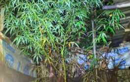বগুড়ায় বাড়ির উঠানে গাঁজা গাছ, যুবক গ্রেপ্তার