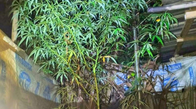 বগুড়ায় বাড়ির উঠানে গাঁজা গাছ, যুবক গ্রেপ্তার