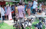 পাঁচবিবিতে ফ্রী ভেটেরিনারি মেডিকেল ক্যাম্প