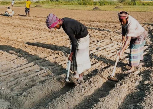 হাকিমপুরের হিলিতে আগাম আলু চাষে ব্যস্ত হিলির কৃষক