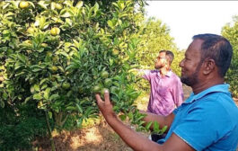 কমলা চাষে সফল অবসরপ্রাপ্ত সেনা সদস্য, গাছে গাছে ঝুলছে চায়না ও দার্জিলিং কমলা