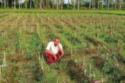 নন্দীগ্রামে কৃষকের লাখ টাকার মরিচগাছ কেটে ফেলল দুর্বৃত্তরা