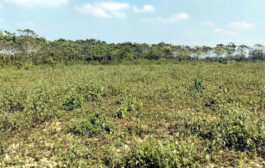 নবাবগঞ্জে রাতের আঁধারে বনবিভাগের ৩ শতাধিক চারাগাছ কেটে সাবার