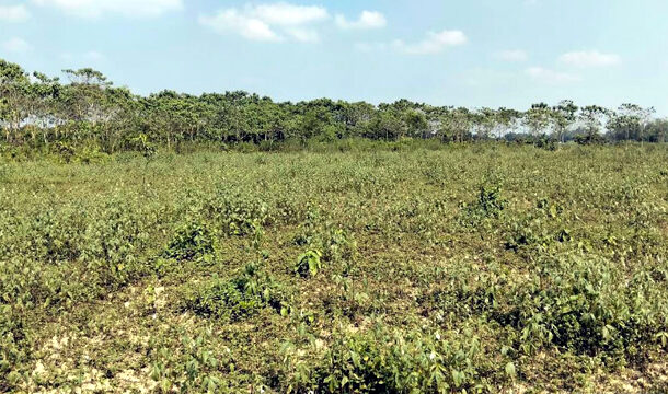 নবাবগঞ্জে রাতের আঁধারে বনবিভাগের ৩ শতাধিক চারাগাছ কেটে সাবার