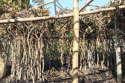 বিরলে নার্সারীতে গভীর রাতে আগুন।। প্রায় ৪ লাখ টাকার ক্ষতি