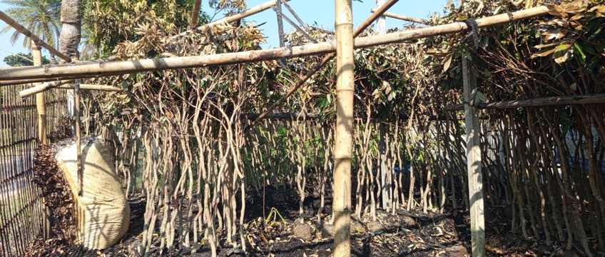 বিরলে নার্সারীতে গভীর রাতে আগুন।। প্রায় ৪ লাখ টাকার ক্ষতি