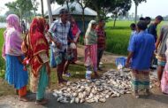 বিরলের শাহিনুর আলম এর পুকুরের মাছ মরে ভেসে উঠছে।। কুড়ি লক্ষ টাকার ক্ষয়ক্ষতির আশংকা