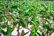 বীরগঞ্জে হঠাৎ বৃষ্টিতে বিপর্যস্ত আগাম সবজি চাষ, লোকসানের শঙ্কায় কৃষক