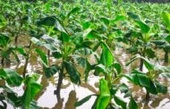 বীরগঞ্জে হঠাৎ বৃষ্টিতে বিপর্যস্ত আগাম সবজি চাষ, লোকসানের শঙ্কায় কৃষক